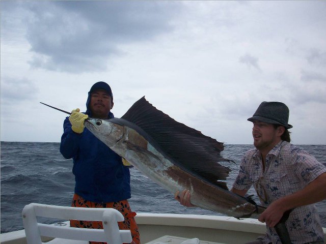 Istiophorus albicans (Latreille, 1804)